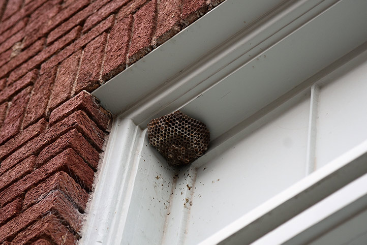 We provide a wasp nest removal service for domestic and commercial properties in Royal Tunbridge Wells.